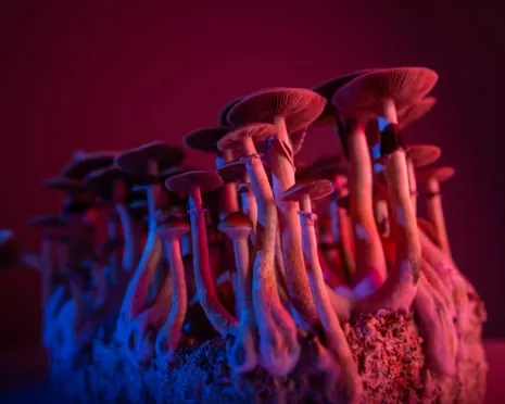 Regarding Substances by the Author: A Philosophical Guide into Psychedelics